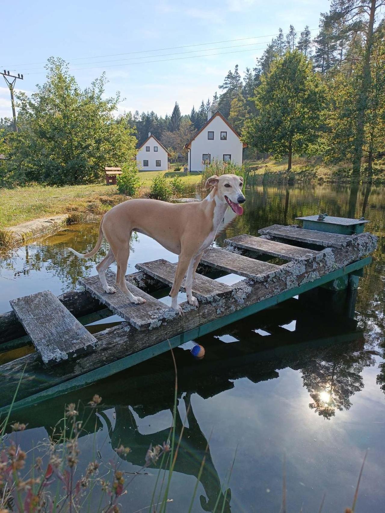 Villa Klidna Lokalita Na Kraji Lesa, Cely Dum S Uschovnu Kol à Nová Bystřice Extérieur photo