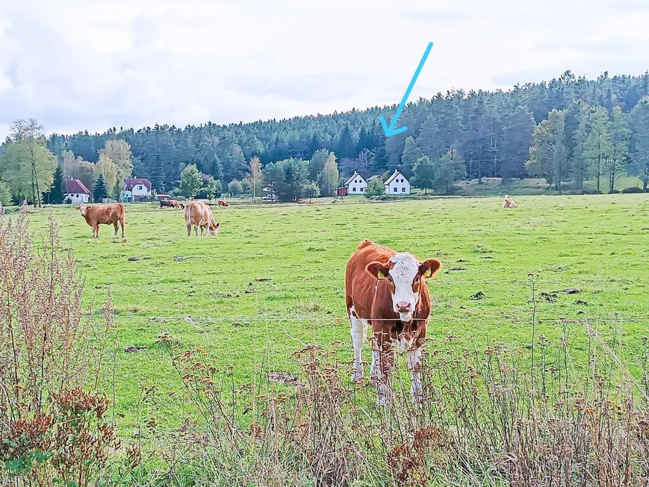 Villa Klidna Lokalita Na Kraji Lesa, Cely Dum S Uschovnu Kol à Nová Bystřice Extérieur photo