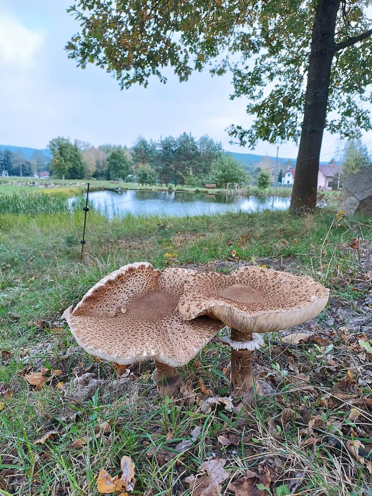 Villa Klidna Lokalita Na Kraji Lesa, Cely Dum S Uschovnu Kol à Nová Bystřice Extérieur photo